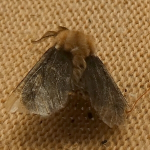 Clania lewinii & similar Casemoths at Queanbeyan, NSW - suppressed