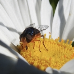 Psilota rubra (Red-tailed hoverfly) at Wingecarribee Local Government Area - 9 Jan 2023 by GlossyGal