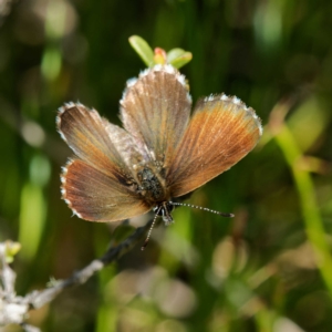 Neolucia hobartensis at Paddys River, ACT - 11 Feb 2023