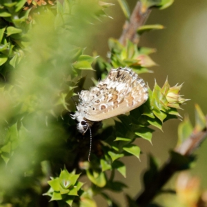 Neolucia hobartensis at Paddys River, ACT - 11 Feb 2023