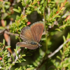 Neolucia hobartensis at Paddys River, ACT - 11 Feb 2023 01:56 PM