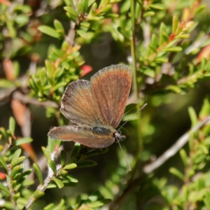 Neolucia hobartensis at Paddys River, ACT - 11 Feb 2023