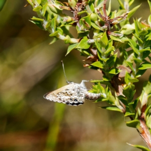 Neolucia hobartensis at Paddys River, ACT - 11 Feb 2023