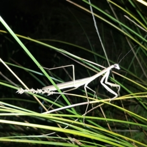 Tenodera australasiae at Stromlo, ACT - 11 Feb 2023