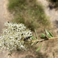 Eleale pulchra (Clerid beetle) at Lyons, ACT - 2 Feb 2023 by ran452