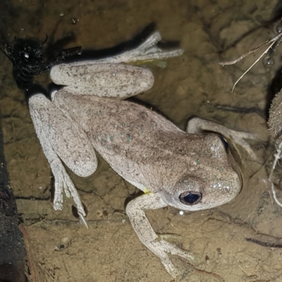 Litoria peronii (Peron's Tree Frog, Emerald Spotted Tree Frog) at Bluetts Block Area - 11 Feb 2023 by MatthewFrawley