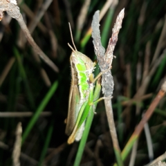 Bermius brachycerus (A grasshopper) at Block 402 - 11 Feb 2023 by MatthewFrawley