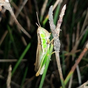 Bermius brachycerus at Stromlo, ACT - 11 Feb 2023 10:41 PM