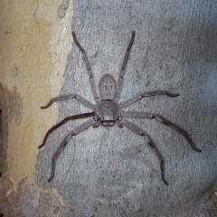 Isopeda sp. (genus) (Huntsman Spider) at Block 402 - 11 Feb 2023 by MatthewFrawley