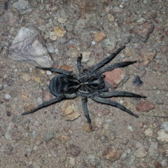 Tasmanicosa sp. (genus) (Unidentified Tasmanicosa wolf spider) at Block 402 - 11 Feb 2023 by MatthewFrawley