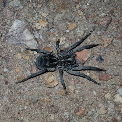 Tasmanicosa sp. (genus) (Unidentified Tasmanicosa wolf spider) at Denman Prospect 2 Estate Deferred Area (Block 12) - 11 Feb 2023 by MatthewFrawley