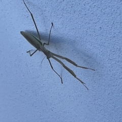 Tenodera australasiae at Casey, ACT - 12 Feb 2023