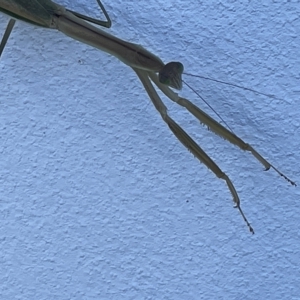 Tenodera australasiae at Casey, ACT - 12 Feb 2023