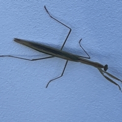 Tenodera australasiae at Casey, ACT - 12 Feb 2023