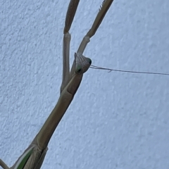 Tenodera australasiae at Casey, ACT - 12 Feb 2023