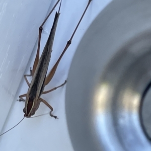 Conocephalus semivittatus at Casey, ACT - 12 Feb 2023