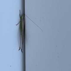 Conocephalus semivittatus at Casey, ACT - 12 Feb 2023