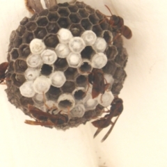 Polistes (Polistella) humilis (Common Paper Wasp) at Isaacs, ACT - 12 Feb 2023 by Mike