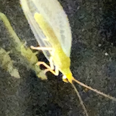 Chrysopidae (family) (Unidentified Green lacewing) at Gundaroo, NSW - 11 Feb 2023 by Gunyijan