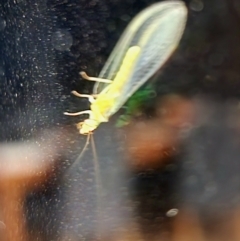 Chrysopidae (family) at Gundaroo, NSW - 11 Feb 2023 09:29 PM