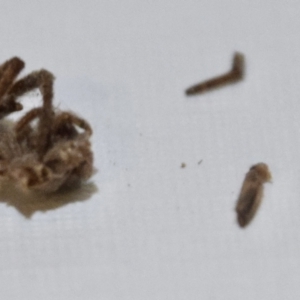 Araneae sp. (order) at Greenleigh, NSW - 5 Feb 2023