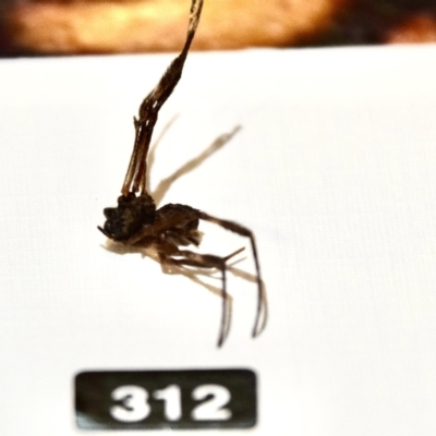 Araneae (order) (Unidentified spider) at QPRC LGA - 4 Feb 2023 by Hejor1