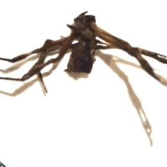 Araneae sp. (order) at Greenleigh, NSW - 5 Feb 2023