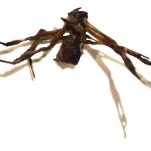 Araneae sp. (order) at Greenleigh, NSW - 5 Feb 2023