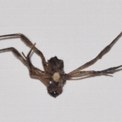 Araneae sp. (order) at Greenleigh, NSW - 5 Feb 2023