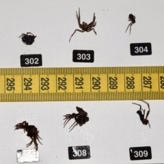 Araneae (order) at Greenleigh, NSW - 5 Feb 2023