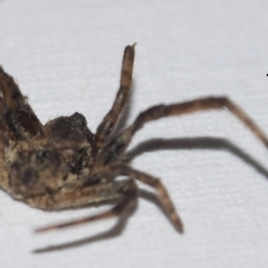 Araneidae (family) at Greenleigh, NSW - 5 Feb 2023 10:41 AM