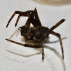 Araneidae (family) at Greenleigh, NSW - 5 Feb 2023