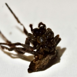 Araneidae (family) at Greenleigh, NSW - 5 Feb 2023