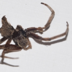 Araneidae (family) at Greenleigh, NSW - 5 Feb 2023