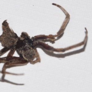 Araneidae (family) at Greenleigh, NSW - 5 Feb 2023 10:37 AM