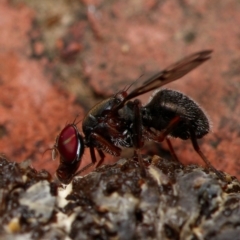 Pogonortalis doclea (Boatman fly) at Downer, ACT - 12 Feb 2023 by RobertD