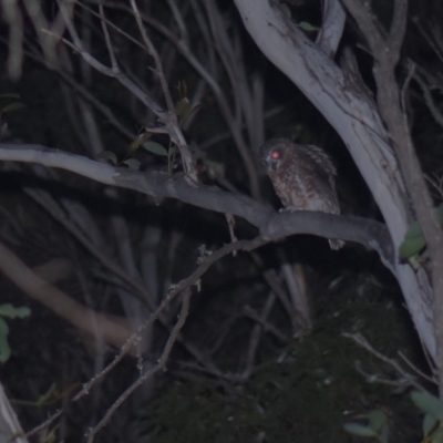Ninox boobook (Southern Boobook) at Tinderry, NSW - 5 Feb 2023 by danswell