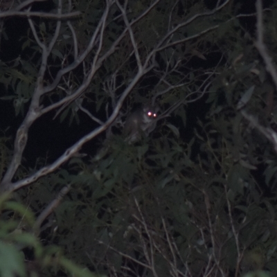 Pseudocheirus peregrinus (Common Ringtail Possum) at Mt Holland - 5 Feb 2023 by danswell