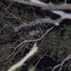 Pseudocheirus peregrinus at Tinderry, NSW - 5 Feb 2023