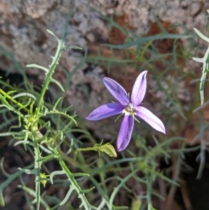 Isotoma axillaris at Henty, NSW - 12 Feb 2023 08:52 AM