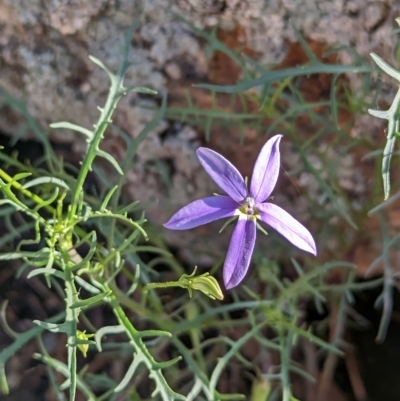 Isotoma axillaris (Australian Harebell, Showy Isotome) at Doodle Comer Swamp Nature Reserve - 11 Feb 2023 by Darcy