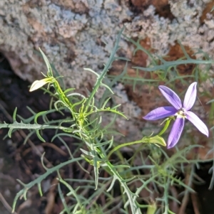 Isotoma axillaris at Henty, NSW - 12 Feb 2023 08:52 AM