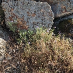 Isotoma axillaris at Henty, NSW - 12 Feb 2023