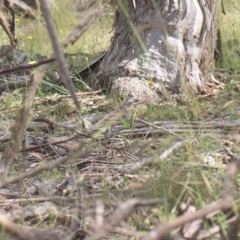 Cinclosoma punctatum (Spotted Quail-thrush) at Tinderry, NSW - 6 Feb 2023 by danswell