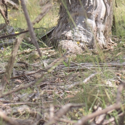 Cinclosoma punctatum (Spotted Quail-thrush) at Burnt School Nature Reserve - 6 Feb 2023 by danswell