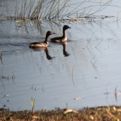 Tachybaptus novaehollandiae (Australasian Grebe) at Doodle Comer Swamp Nature Reserve - 12 Feb 2023 by Darcy