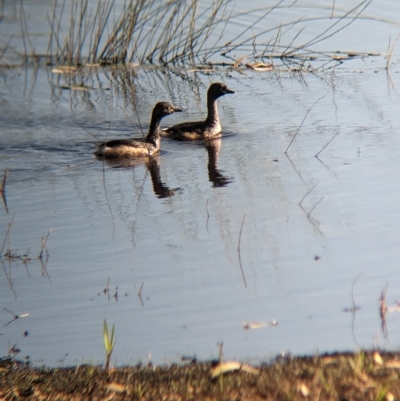 Tachybaptus novaehollandiae (Australasian Grebe) at Doodle Comer Swamp Nature Reserve - 11 Feb 2023 by Darcy