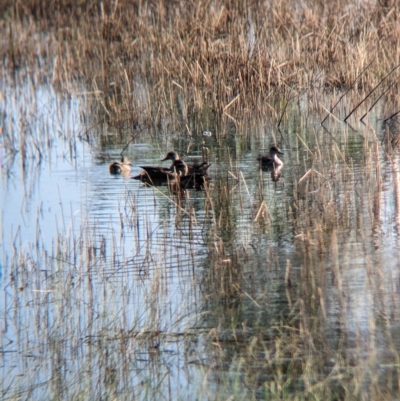Anas gracilis (Grey Teal) at Doodle Comer Swamp Nature Reserve - 11 Feb 2023 by Darcy