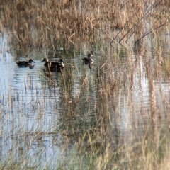 Anas gracilis at Henty, NSW - 12 Feb 2023 09:12 AM