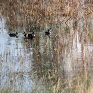 Anas gracilis at Henty, NSW - 12 Feb 2023 09:12 AM